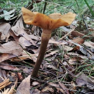 Armillaria mellea at Bodalla State Forest - 13 Jun 2024 12:48 PM