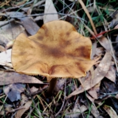 Armillaria mellea at Bodalla State Forest - 13 Jun 2024 12:48 PM