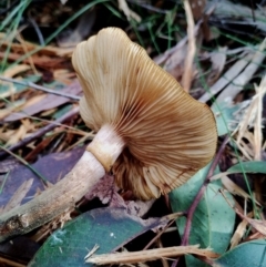 Armillaria mellea at Bodalla State Forest - 13 Jun 2024 12:48 PM