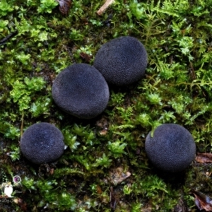 Lycoperdon subincarnatum at Bodalla State Forest - 14 Jun 2024