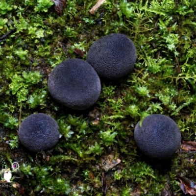 Lycoperdon subincarnatum (Ruddy Puffball) at Kianga, NSW - 14 Jun 2024 by Teresa