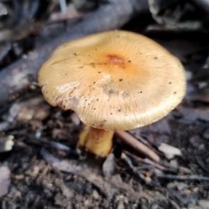 Cortinarius sinapicolor at Bodalla State Forest - 13 Jun 2024