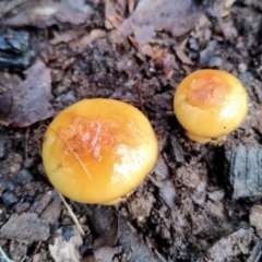 Cortinarius sinapicolor at Bodalla State Forest - 13 Jun 2024