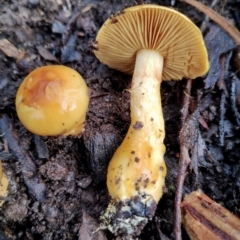 Cortinarius sinapicolor at Bodalla State Forest - 13 Jun 2024