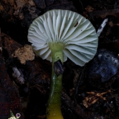 Gliophorus graminicolor (Slimy Green Waxcap) at Kianga, NSW - 13 Jun 2024 by Teresa