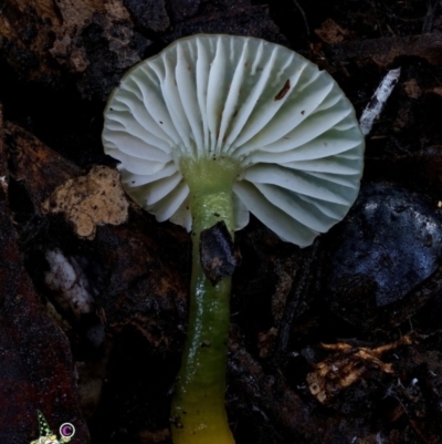 Gliophorus graminicolor (Slimy Green Waxcap) at Box Cutting Rainforest Walk - 13 Jun 2024 by Teresa