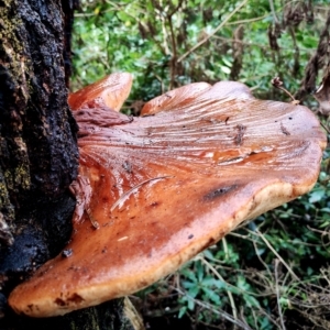 Fistulina hepatica at Bodalla State Forest - 13 Jun 2024