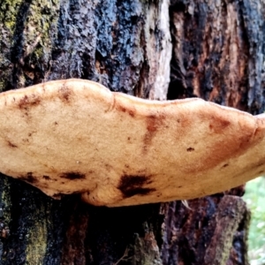 Fistulina hepatica at Bodalla State Forest - 13 Jun 2024