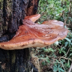 Fistulina hepatica at Bodalla State Forest - 13 Jun 2024