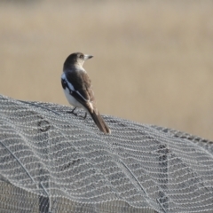 Cracticus nigrogularis (Pied Butcherbird) at Throsby, ACT - 14 Jun 2024 by HelenCross
