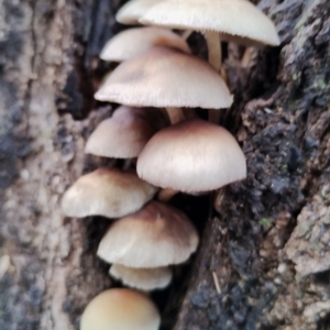 Hypholoma fasciculare at Bodalla State Forest - 13 Jun 2024