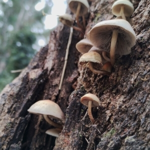 Hypholoma fasciculare at Bodalla State Forest - 13 Jun 2024