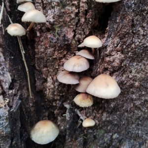 Hypholoma fasciculare at Bodalla State Forest - 13 Jun 2024