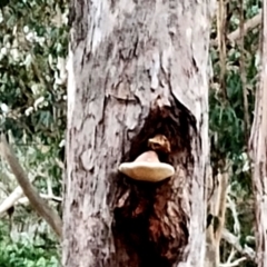 Laetiporus portentosus (White Punk) at Kianga, NSW - 13 Jun 2024 by Teresa