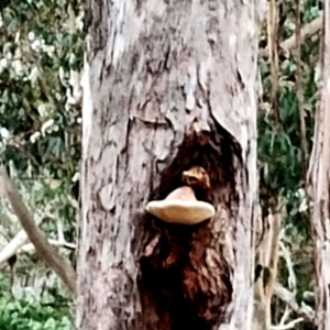 Laetiporus portentosus at Bodalla State Forest - 13 Jun 2024