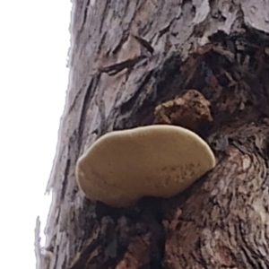 Laetiporus portentosus at Bodalla State Forest - 13 Jun 2024