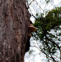 Laetiporus portentosus at Bodalla State Forest - 13 Jun 2024