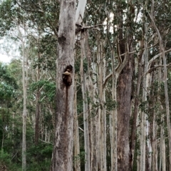 Laetiporus portentosus at Bodalla State Forest - 13 Jun 2024