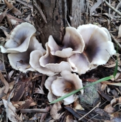 Omphalotus nidiformis (Ghost Fungus) at Kianga, NSW - 13 Jun 2024 by Teresa