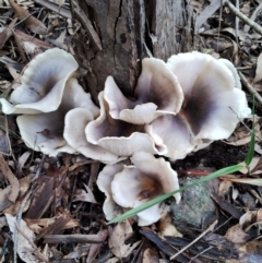 Omphalotus nidiformis (Ghost Fungus) at Bodalla State Forest - 13 Jun 2024 by Teresa