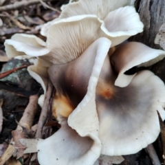 Omphalotus nidiformis at Bodalla State Forest - 13 Jun 2024 12:54 PM