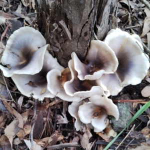 Omphalotus nidiformis at Bodalla State Forest - 13 Jun 2024 12:54 PM