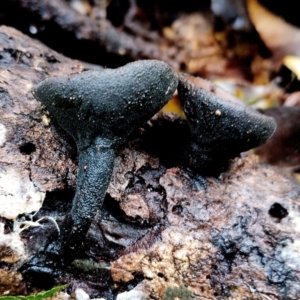 Plectania campylospora at Box Cutting Rainforest Walk - 13 Jun 2024