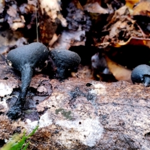 Plectania campylospora at Box Cutting Rainforest Walk - 13 Jun 2024