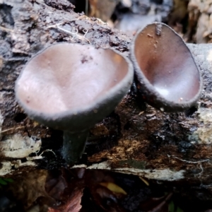 Plectania campylospora at Box Cutting Rainforest Walk - 13 Jun 2024