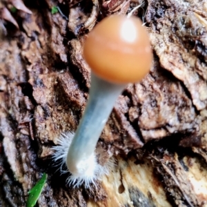 Psilocybe subaeruginosa at suppressed - 13 Jun 2024