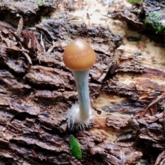 Psilocybe subaeruginosa at suppressed - 13 Jun 2024