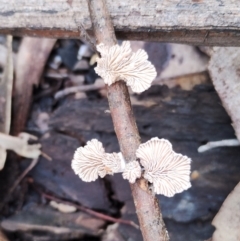 Schizophyllum commune (Split Gill Fungus) at Bodalla State Forest - 13 Jun 2024 by Teresa