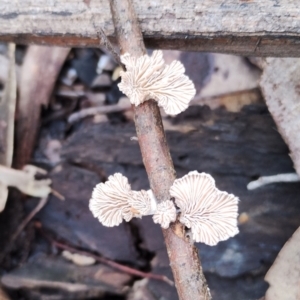 Schizophyllum commune at Bodalla State Forest - 13 Jun 2024