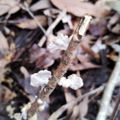 Schizophyllum commune at Bodalla State Forest - 13 Jun 2024 12:56 PM