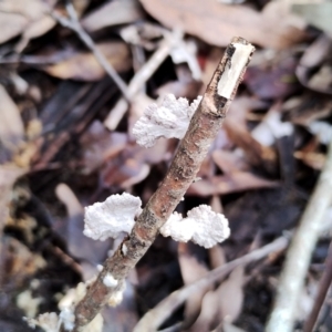 Schizophyllum commune at Bodalla State Forest - 13 Jun 2024