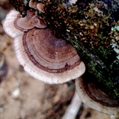 Trametes versicolor (Turkey Tail) at Kianga, NSW - 13 Jun 2024 by Teresa