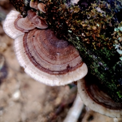 Trametes versicolor (Turkey Tail) at Kianga, NSW - 13 Jun 2024 by Teresa