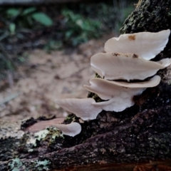 Trametes versicolor at Bodalla State Forest - 13 Jun 2024