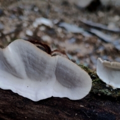 Trametes versicolor at Bodalla State Forest - 13 Jun 2024 01:14 PM
