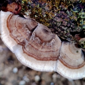 Trametes versicolor at Bodalla State Forest - 13 Jun 2024