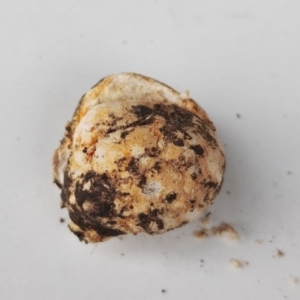 Truffles at Bodalla State Forest - 13 Jun 2024 02:29 PM