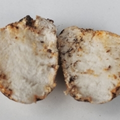 Truffles at Bodalla State Forest - 13 Jun 2024 02:29 PM
