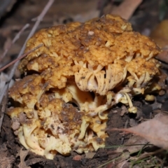 Ramaria capitata var. capitata at ANBG - 14 Jun 2024