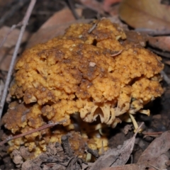 Ramaria capitata var. capitata at ANBG - 14 Jun 2024