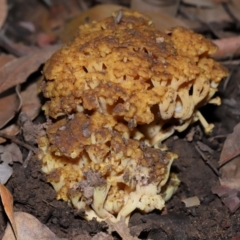 Ramaria capitata var. capitata at ANBG - 14 Jun 2024