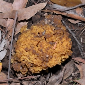 Ramaria capitata var. capitata at ANBG - 14 Jun 2024