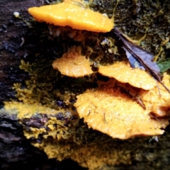 Physarum sp. (genus) (A slime mould) at Box Cutting Rainforest Walk - 13 Jun 2024 by Teresa