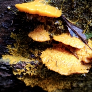 Physarum sp. (genus) at Box Cutting Rainforest Walk - 13 Jun 2024