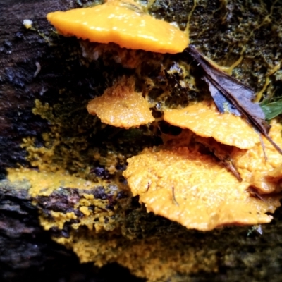 Physarum sp. (genus) (A slime mould) at Box Cutting Rainforest Walk - 13 Jun 2024 by Teresa