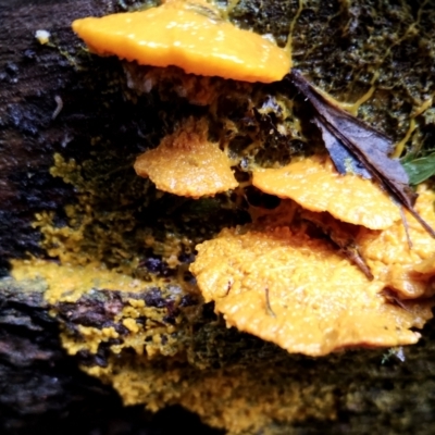 Physarum sp. (genus) (A slime mould) at Kianga, NSW - 13 Jun 2024 by Teresa